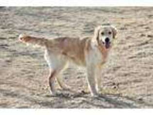 Golden Retriever Puppy for sale in Gillette, WY, USA