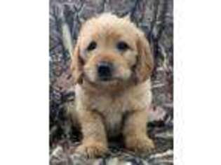 Labradoodle Puppy for sale in Humboldt, IL, USA