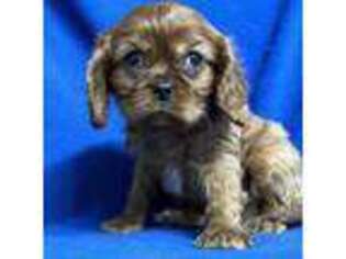 Cavalier King Charles Spaniel Puppy for sale in Ozone Park, NY, USA