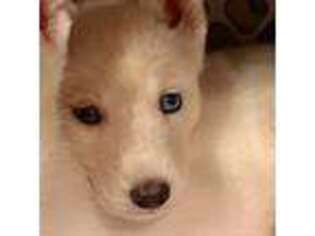 Siberian Husky Puppy for sale in Buford, GA, USA