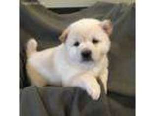 Shiba Inu Puppy for sale in Boyceville, WI, USA