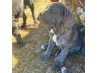 Neapolitan Mastiff Puppy for sale in Apple Valley, CA, USA
