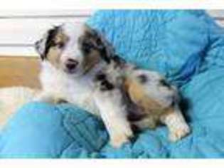 Miniature Australian Shepherd Puppy for sale in Tishomingo, OK, USA