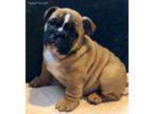 Bulldog Puppy for sale in Mullica Hill, NJ, USA
