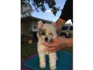 Chinese Crested Puppy for sale in Titusville, FL, USA