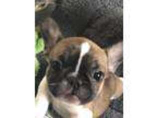 French Bulldog Puppy for sale in Lynden, WA, USA