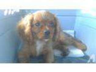 English Toy Spaniel Puppy for sale in PEARL CITY, HI, USA