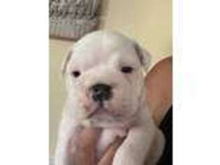Bulldog Puppy for sale in Fayetteville, GA, USA