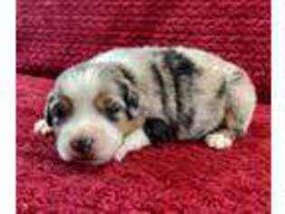 Miniature Australian Shepherd Puppy for sale in Millerstown, PA, USA
