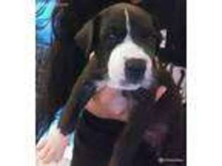 Great Dane Puppy for sale in Philadelphia, PA, USA