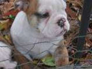 Bulldog Puppy for sale in Goffstown, NH, USA