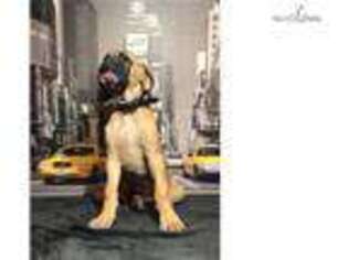 Great Dane Puppy for sale in Ann Arbor, MI, USA