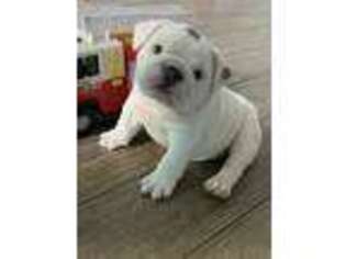 Bulldog Puppy for sale in Troutville, VA, USA