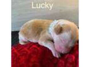 Mutt Puppy for sale in Jamestown, TN, USA