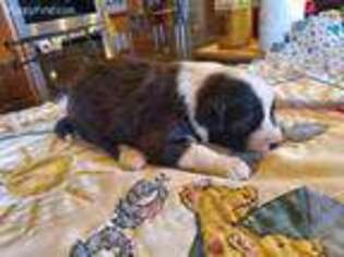 English Shepherd Puppy for sale in Mansfield, MO, USA