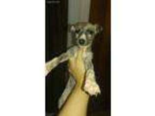 Whippet Puppy for sale in Jennings, OK, USA