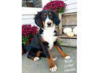 Bernese Mountain Dog Puppy for sale in Wauseon, OH, USA