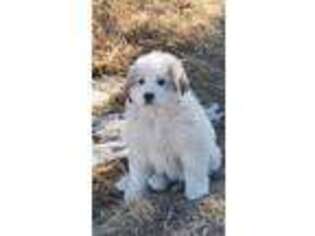 Great Pyrenees Puppy for sale in Trinidad, CO, USA