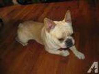 French Bulldog Puppy for sale in DILLWYN, VA, USA