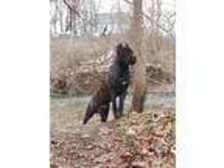 Cane Corso Puppy for sale in Harlan, IN, USA