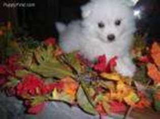 American Eskimo Dog Puppy for sale in Packwood, IA, USA