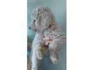 Labradoodle Puppy for sale in Rexburg, ID, USA