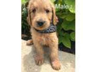 Goldendoodle Puppy for sale in Bradford, OH, USA