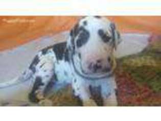 Great Dane Puppy for sale in Palmdale, CA, USA