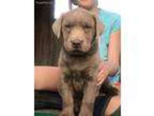 Labrador Retriever Puppy for sale in Marionville, MO, USA
