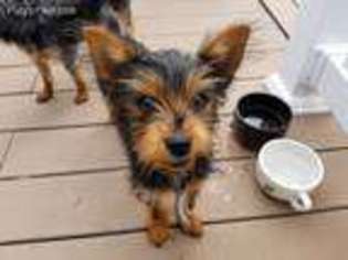 Yorkshire Terrier Puppy for sale in Missoula, MT, USA