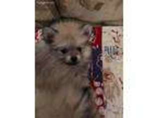 Pomeranian Puppy for sale in Montgomery City, MO, USA