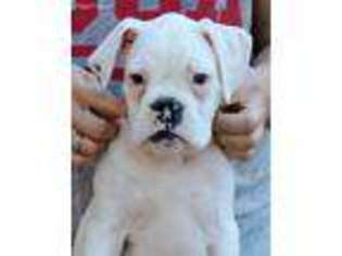 Boxer Puppy for sale in Park Hills, MO, USA
