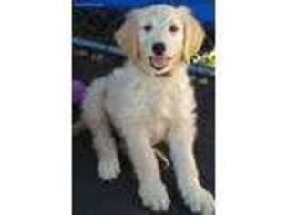 Goldendoodle Puppy for sale in Shasta, CA, USA