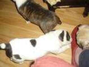 French Bulldog Puppy for sale in Marion, NC, USA