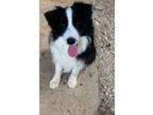 Border Collie Puppy for sale in New Salisbury, IN, USA