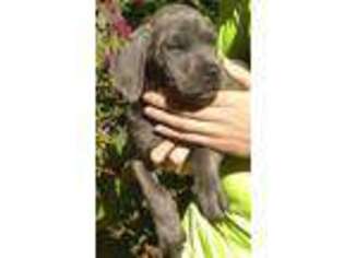 Cane Corso Puppy for sale in Lamont, FL, USA