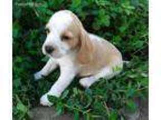 Beagle Puppy for sale in Tipton, MO, USA