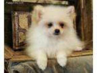 Pomeranian Puppy for sale in Center Ridge, AR, USA