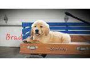 Golden Retriever Puppy for sale in Canandaigua, NY, USA