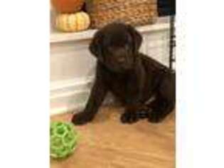 Labrador Retriever Puppy for sale in Blacksburg, VA, USA