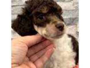 Mutt Puppy for sale in Ranger, TX, USA