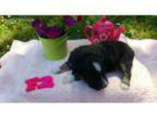 Miniature Australian Shepherd Puppy for sale in Roff, OK, USA