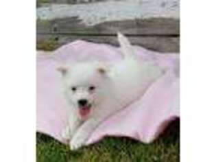 American Eskimo Dog Puppy for sale in Dundee, OH, USA
