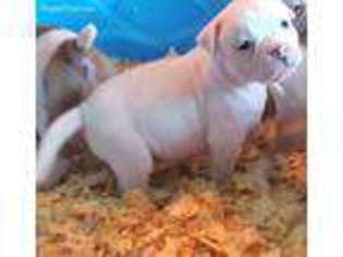 American Bulldog Puppy for sale in Waxahachie, TX, USA
