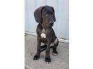 Great Dane Puppy for sale in Shickshinny, PA, USA