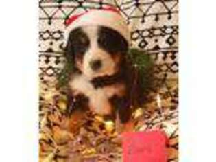 Bernese Mountain Dog Puppy for sale in Eureka, MT, USA