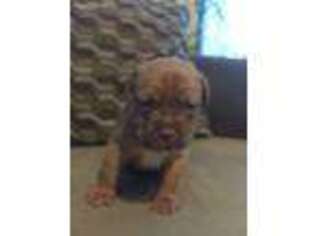 American Bull Dogue De Bordeaux Puppy for sale in Keeseville, NY, USA