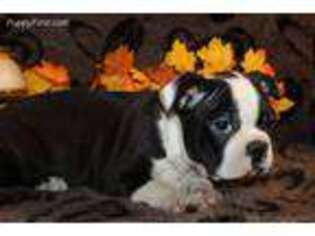 Boston Terrier Puppy for sale in Pittsfield, NH, USA