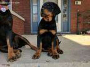 Rottweiler Puppy for sale in York, PA, USA