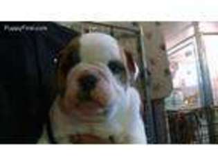 Bulldog Puppy for sale in Earleville, MD, USA